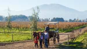 Viñas chilenas apuestan por el enoturismo: un crecimiento a doble dígito que reconfigura la ruta del vino