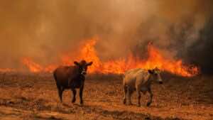 La factura del fuego: 600 millones en pérdidas para el campo español