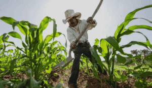 El campo mexicano, rehén de los aranceles estadounidenses