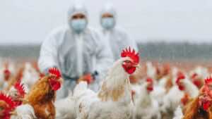 Confinamiento de aves por gripe aviar: cinco claves sobre la crisis sanitaria que amenaza al sector