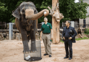 Del pulpo Paul a las elefantas mexicanas: los animales vuelven a pronosticar el Mundial 2026