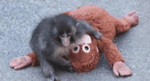 Punch, el mono que conquistó Japón con su inseparable peluche, celebra su primer cumpleaños