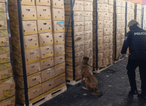 Ecuador intercepta 1,2 toneladas de cocaína ocultas en cajas de plátano con destino a España