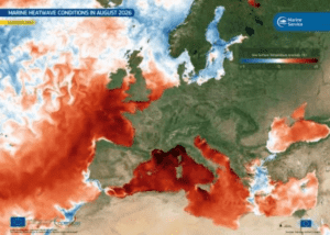 Anomalías de la temperatura superficial del Mediterráneo. Las zonas rojas corresponden a aguas más cálidas que la media histórica. © Copernicus Marine Service.